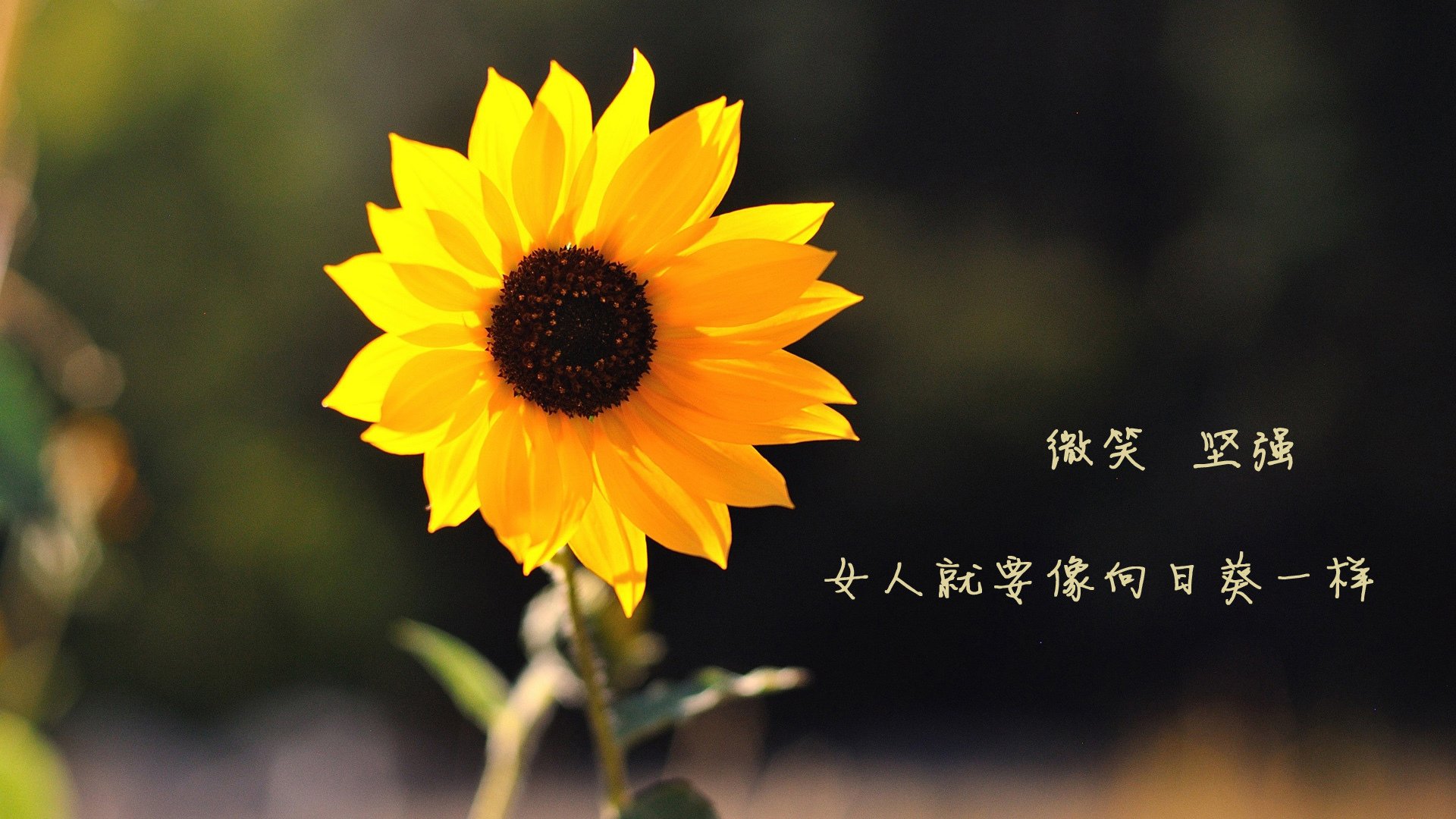 _冠军之争：温布尔登次轮大战精彩纷呈_，温布尔登第四轮